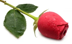 Bloomgasm Silicone Vibrators | Waterproof Vibrators><noscript><img width=